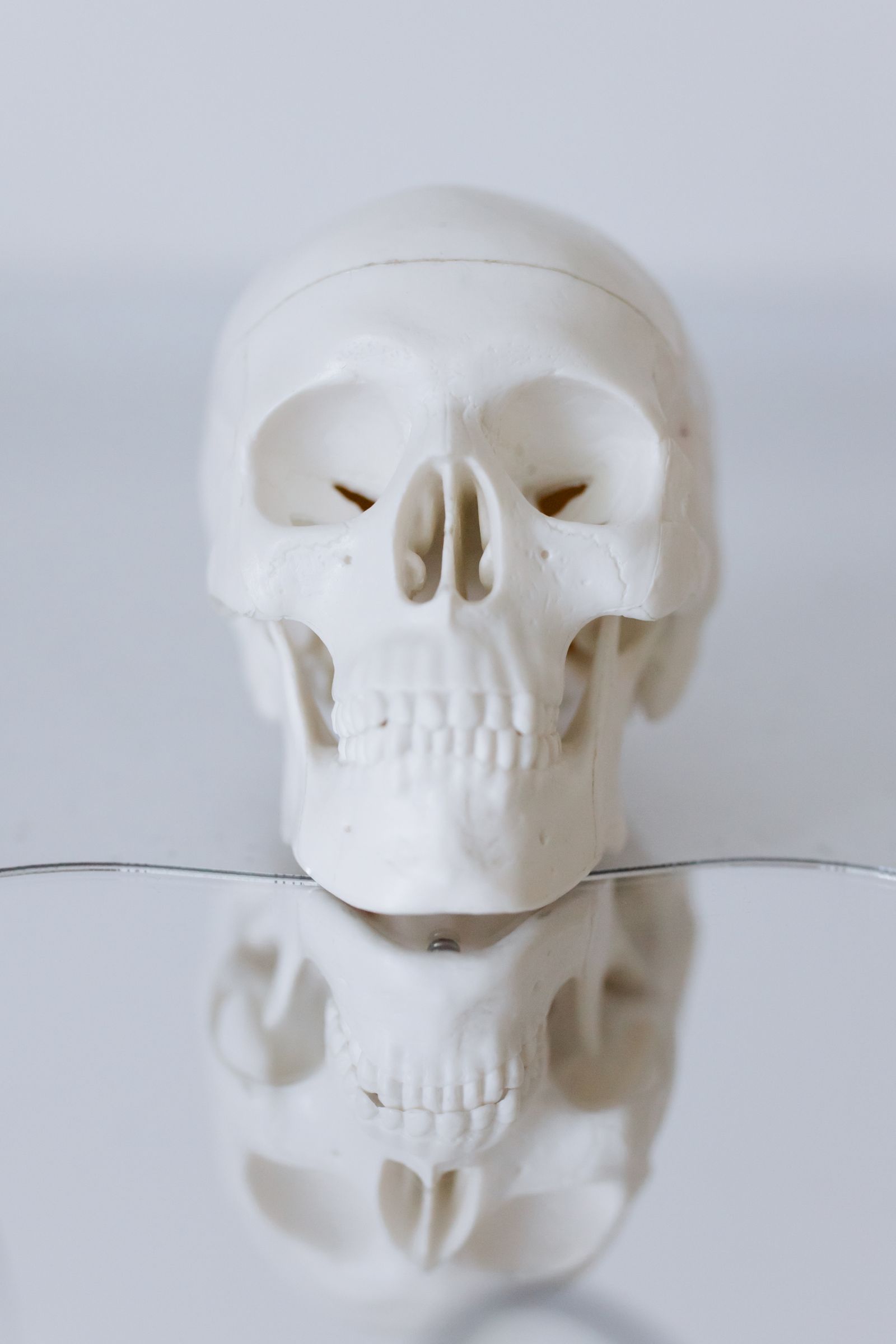 An anatomical model used to explain the procedure