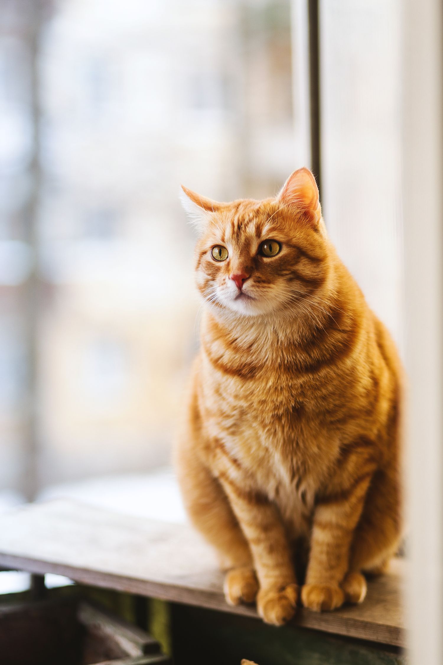 A relaxed ginger cat