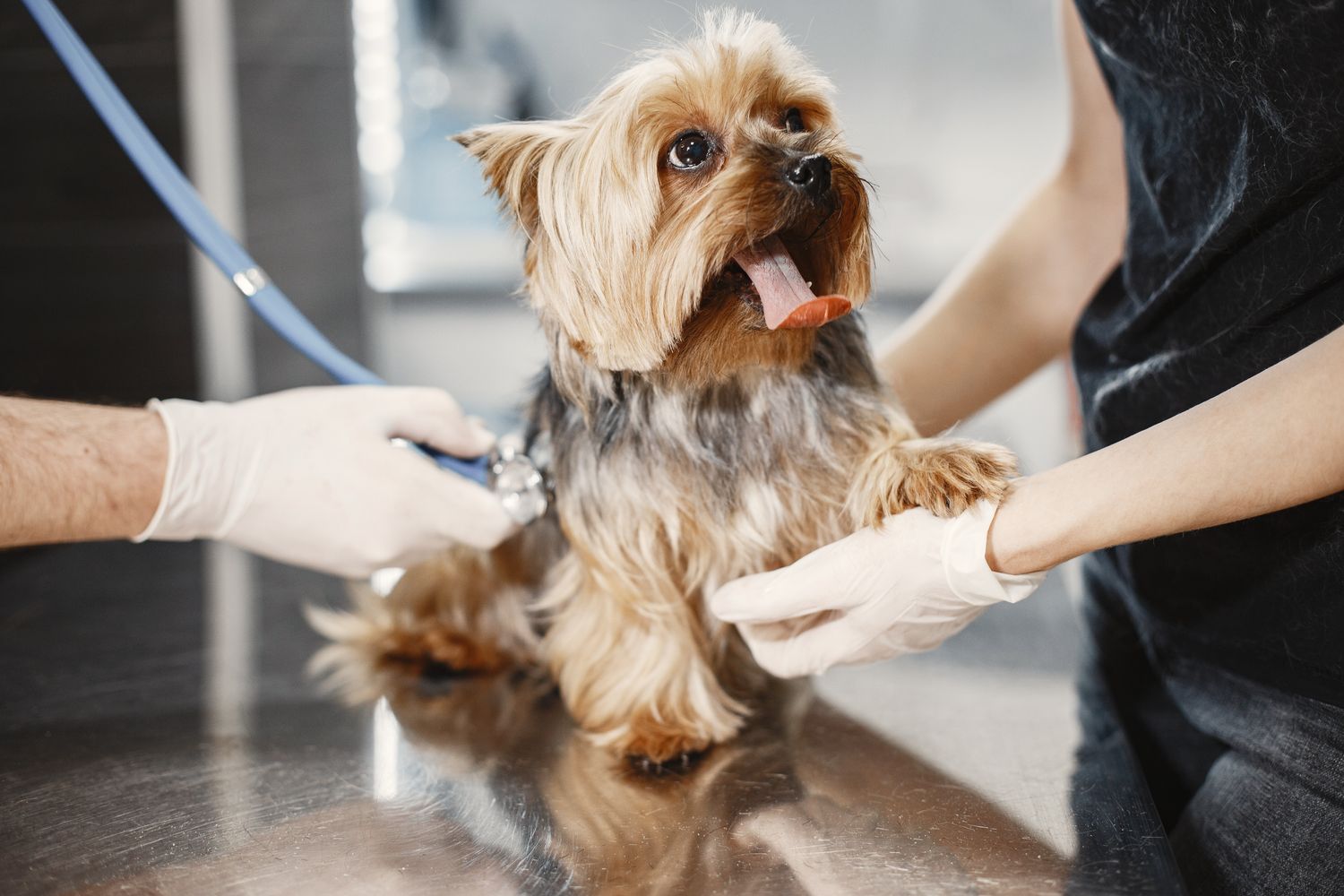 A small dog on an exam table being examined with gloved hands
