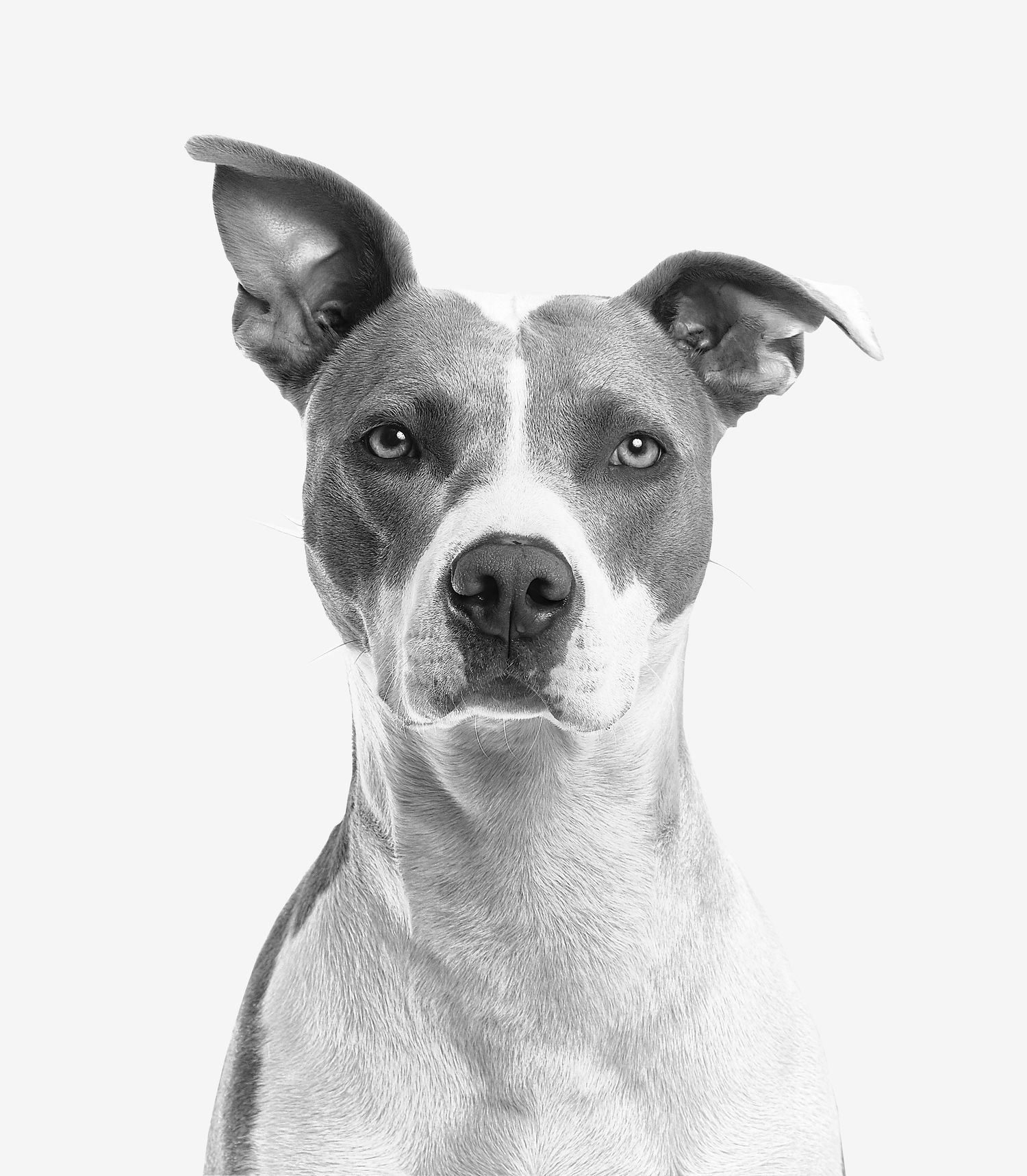 A healthy jack russell terrier looking at the camera