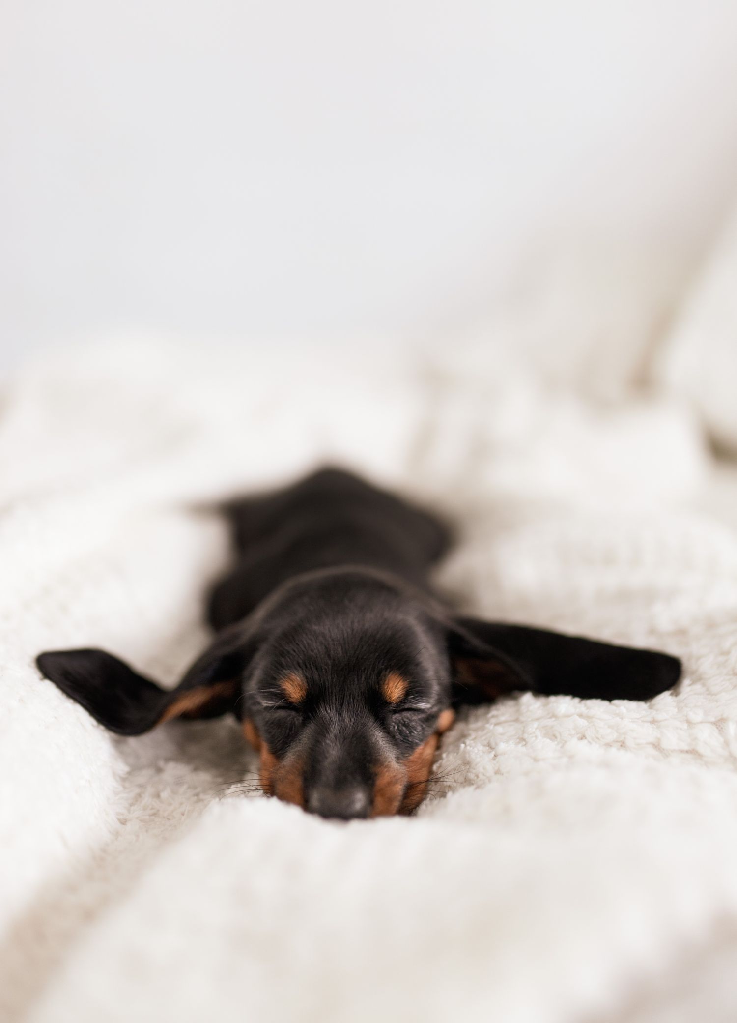 A dachshund puppy sleeping on a soft blanket