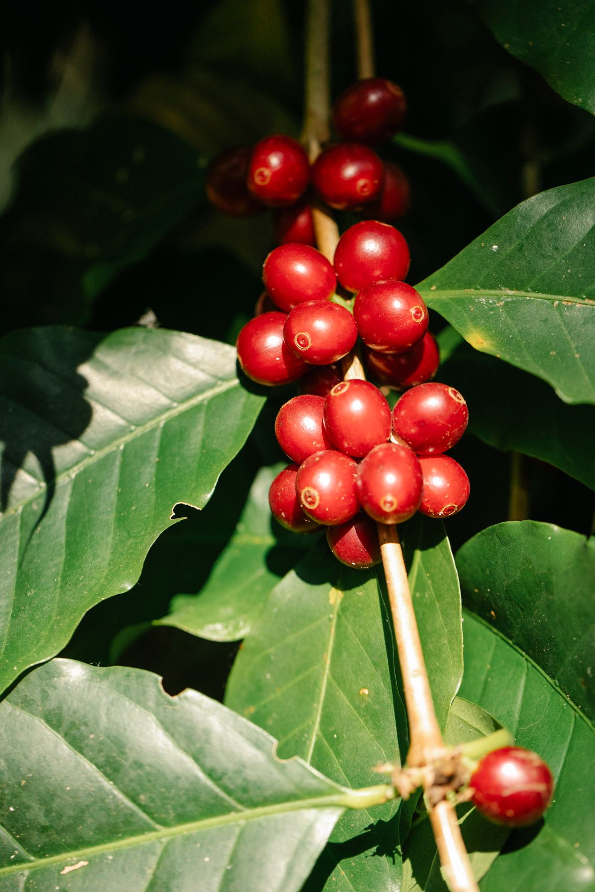 Coffee cherries on the branch