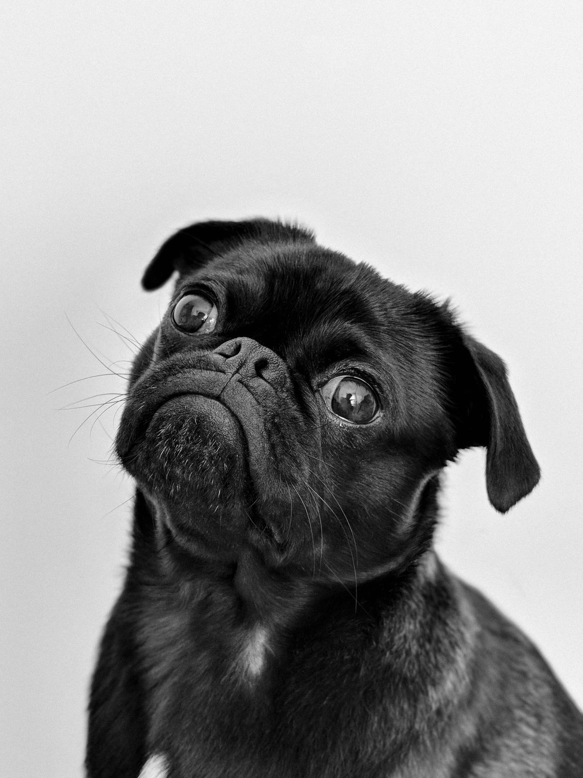 A friendly pug, head tilted