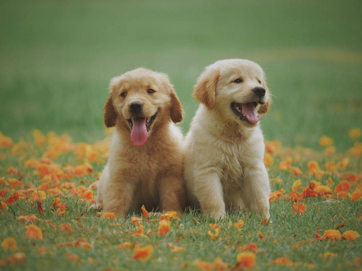Two friendly dogs in a field