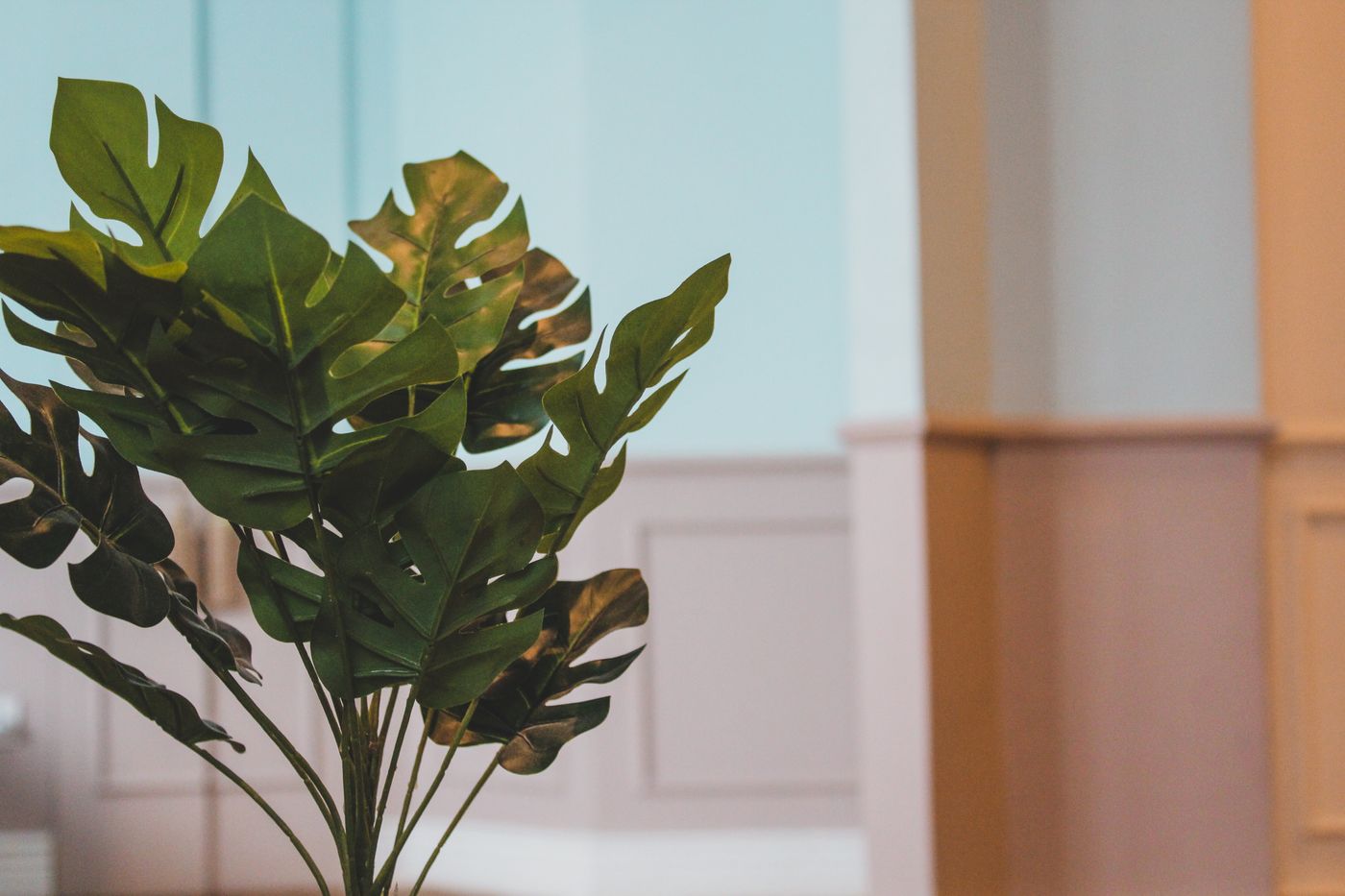 A monstera plant against a soft, calm wall