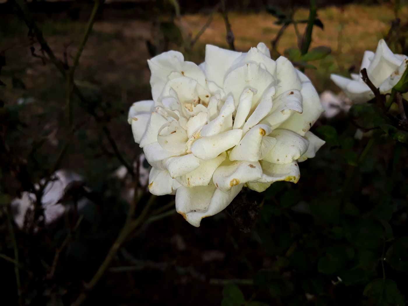 A single white bloom