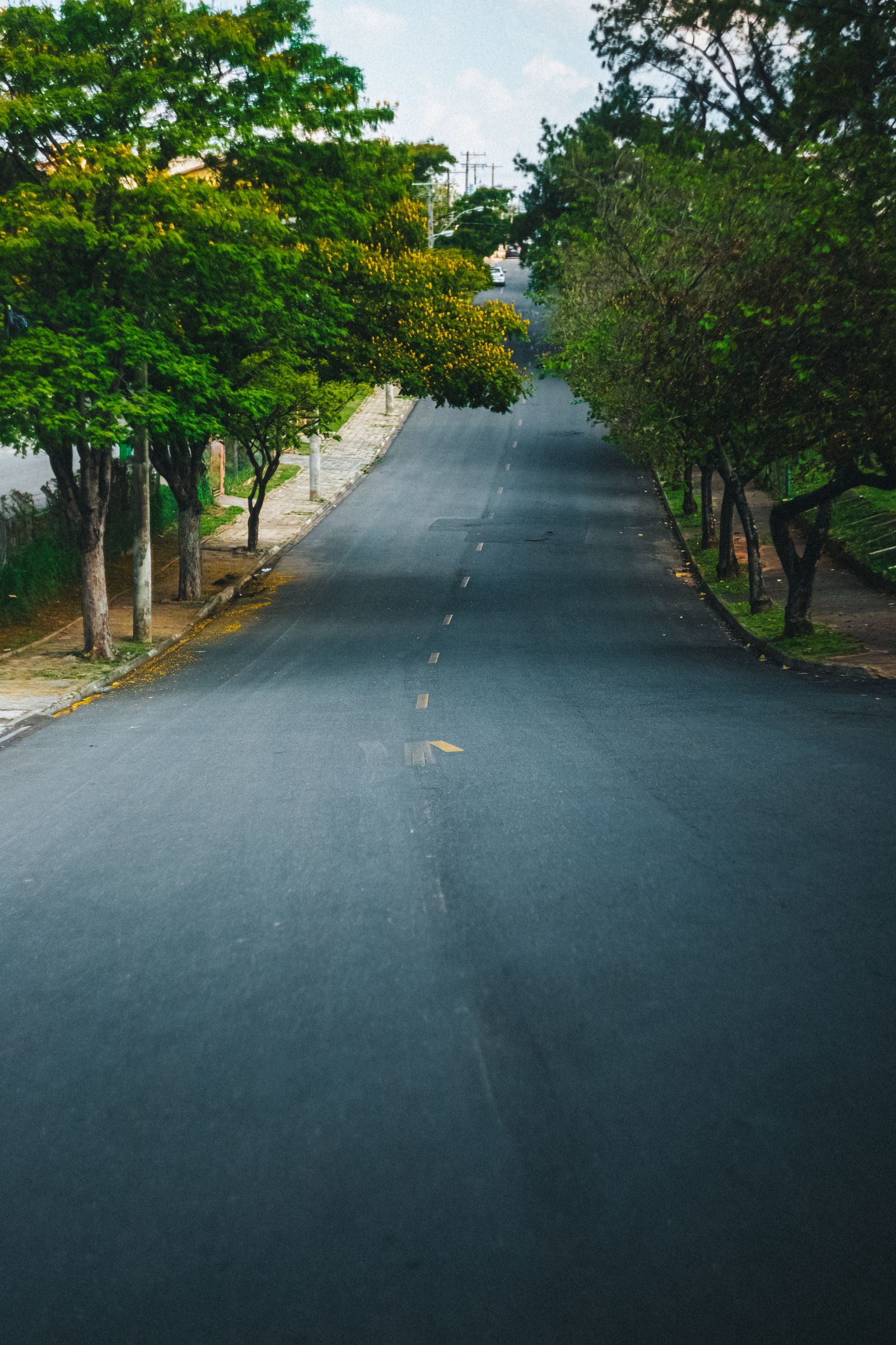Fresh asphalt road surface running between trees