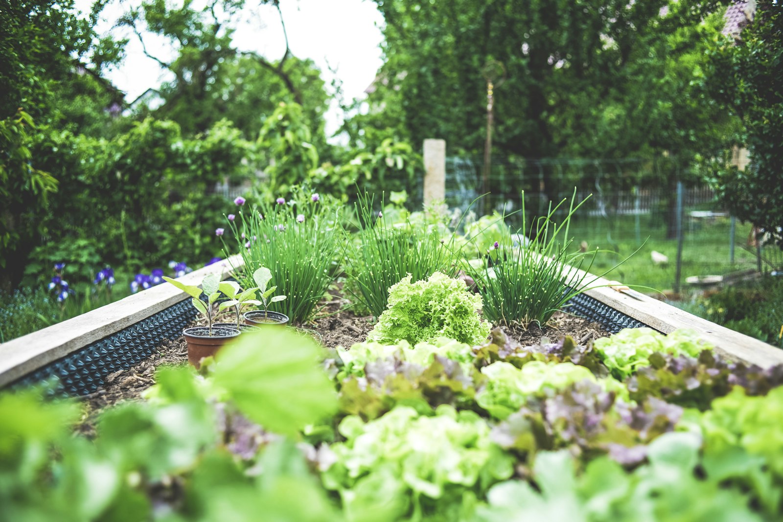Raised garden bed on drip irrigation