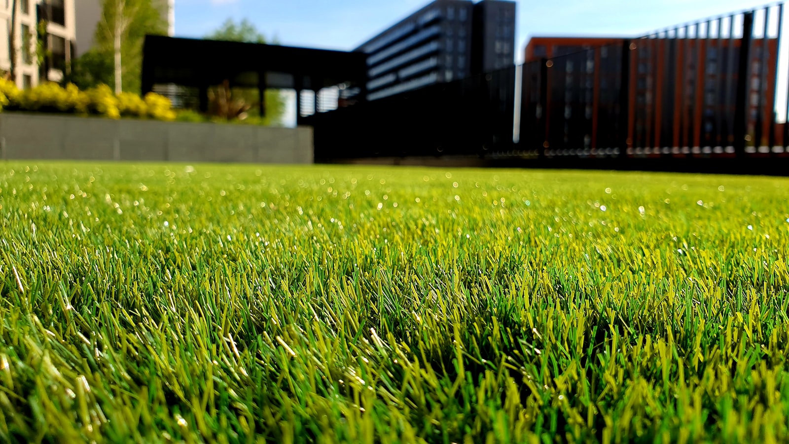 A close-up of healthy, deep-green irrigated grass