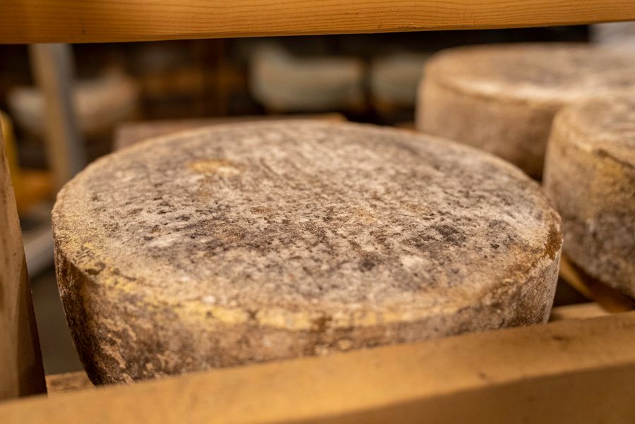Large aged cheese wheel