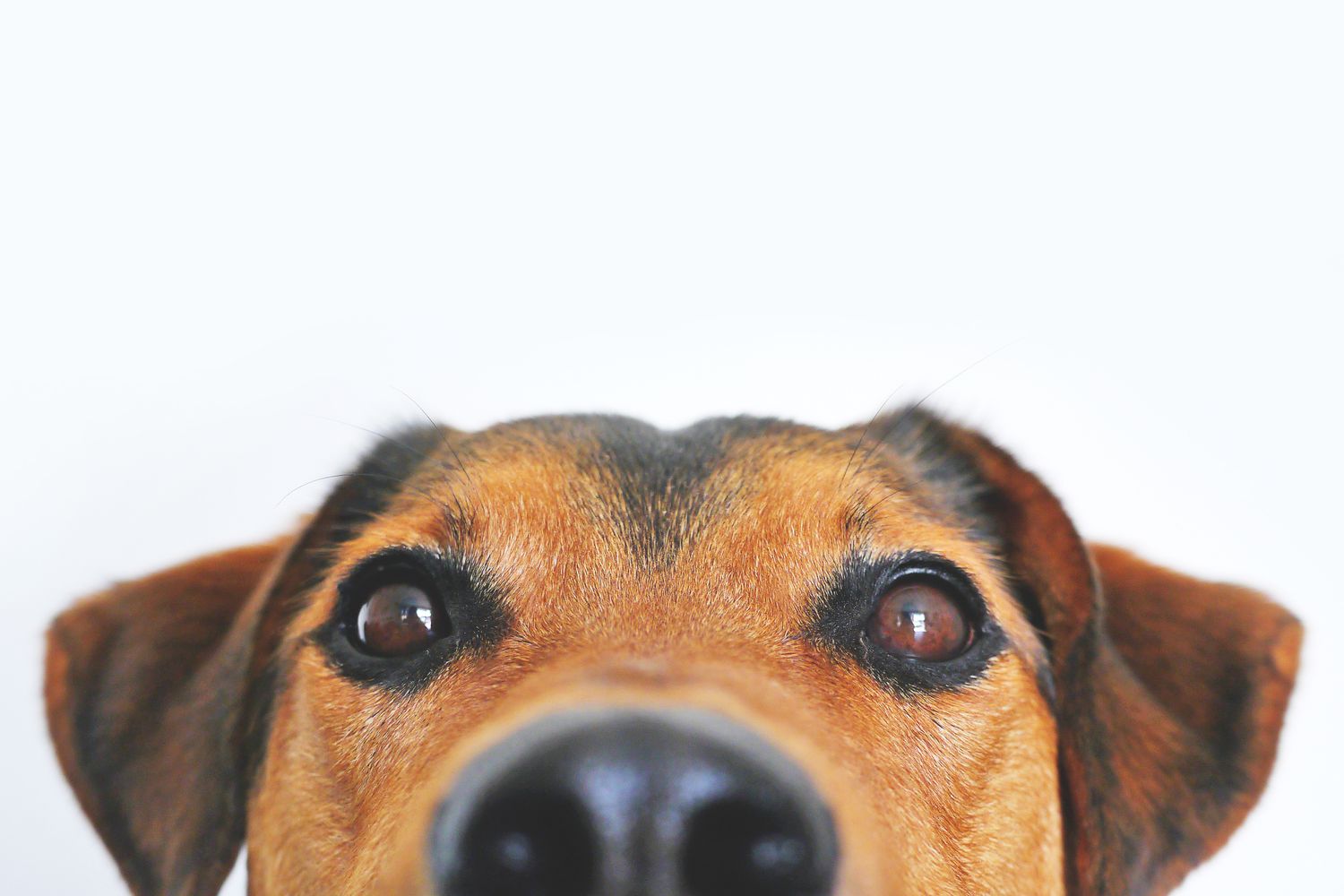 Close-up of a healthy dog's nose