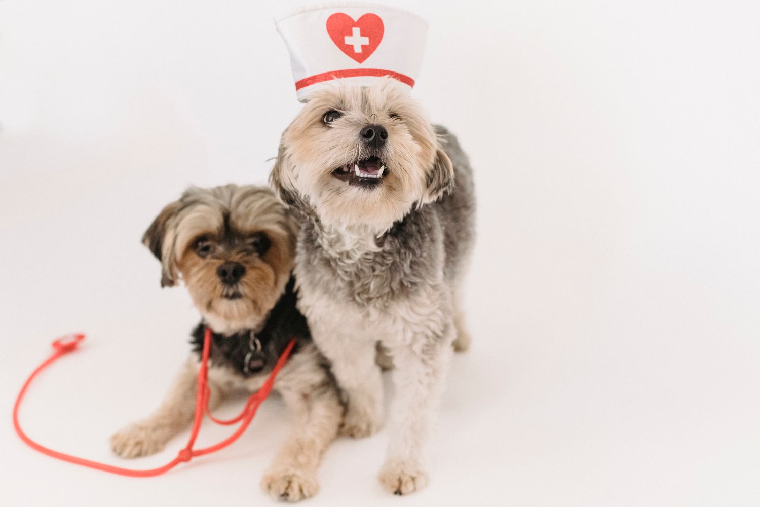 Two healthy small dogs, one in a little nurse hat