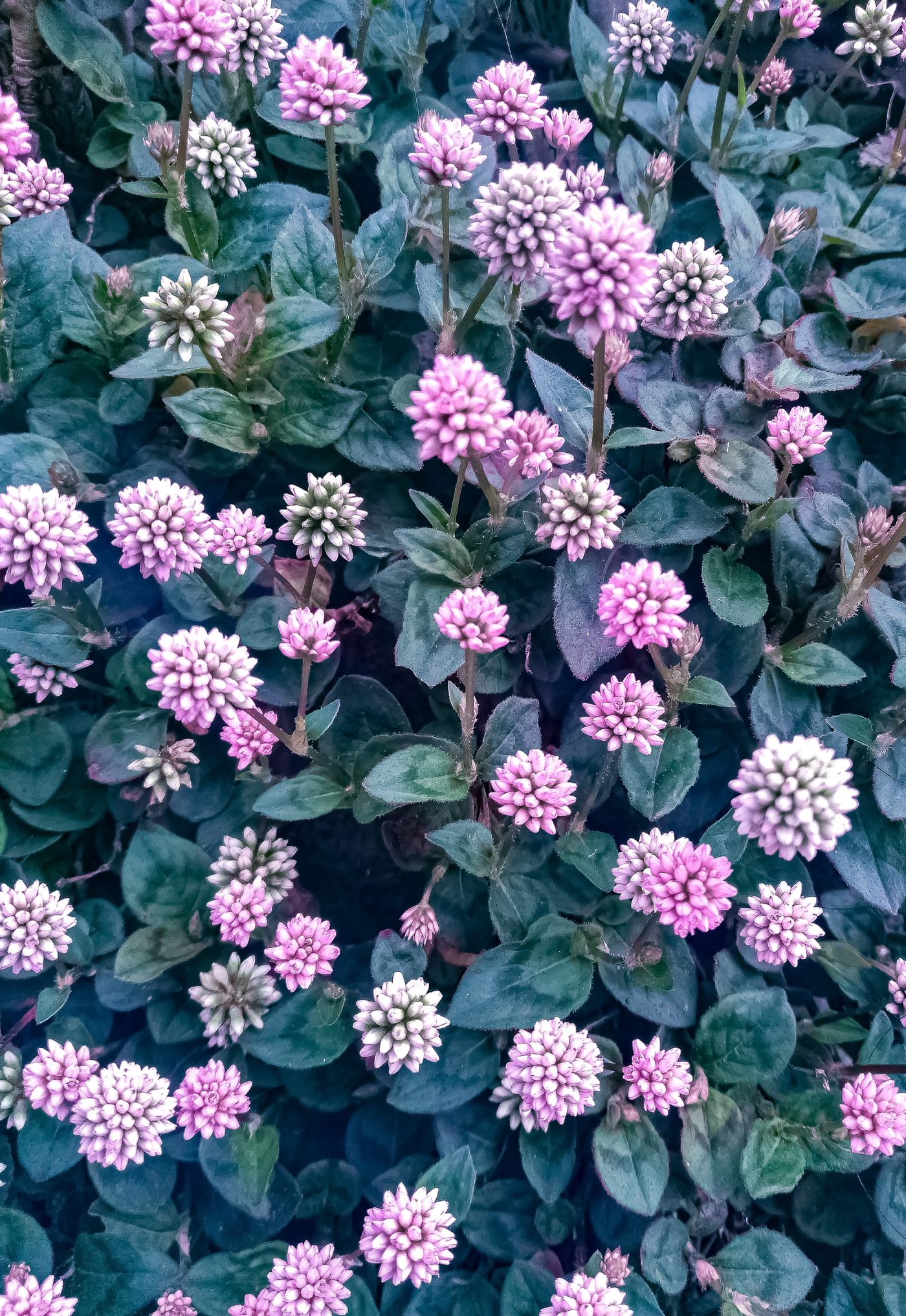 Deep berry-toned blooms, close up