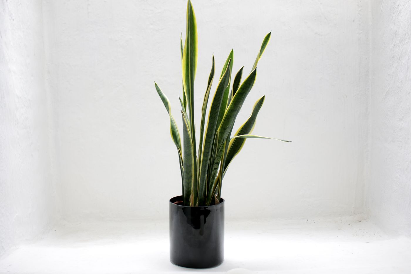 A potted snake plant