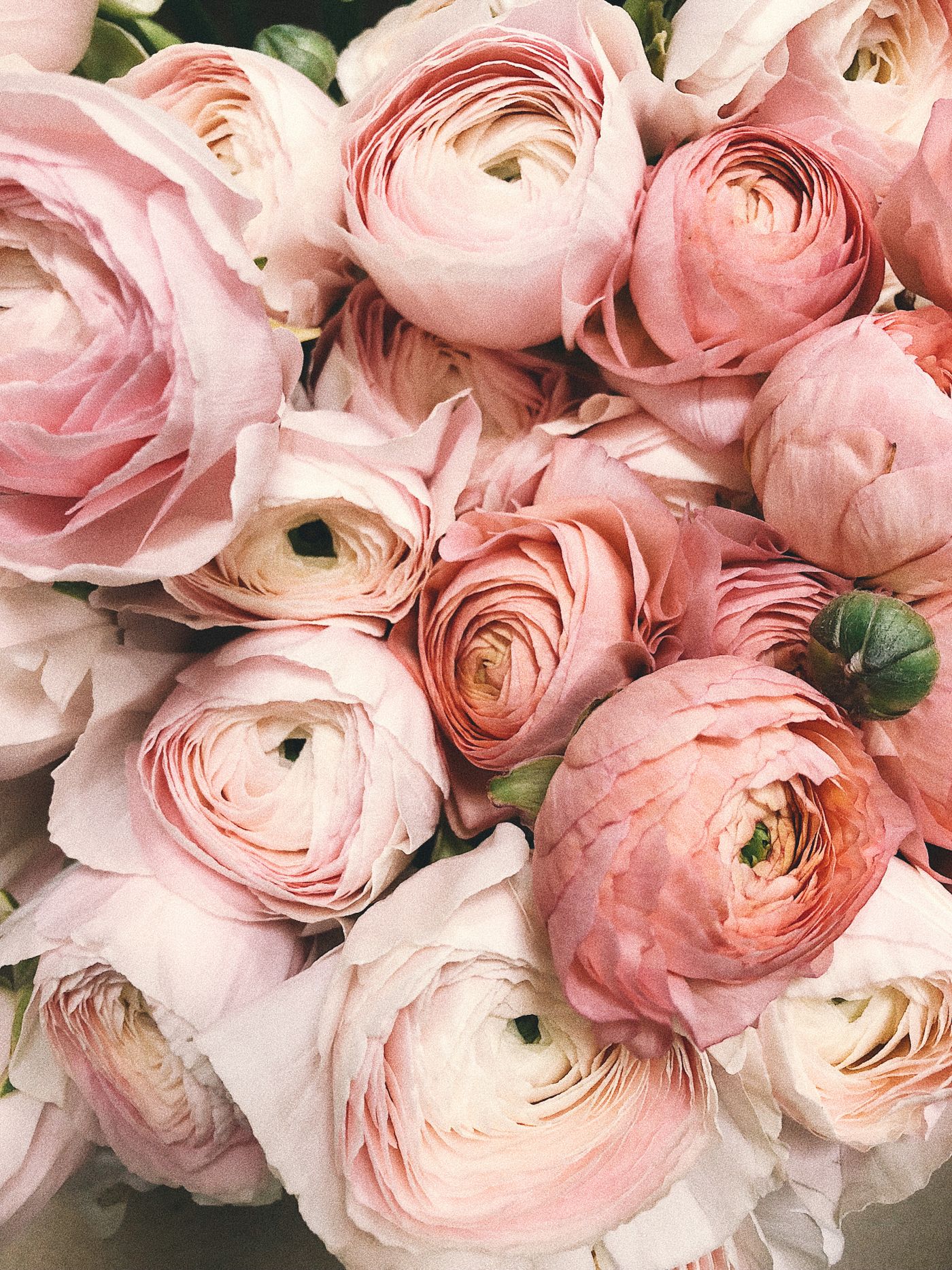 Seasonal ranunculus