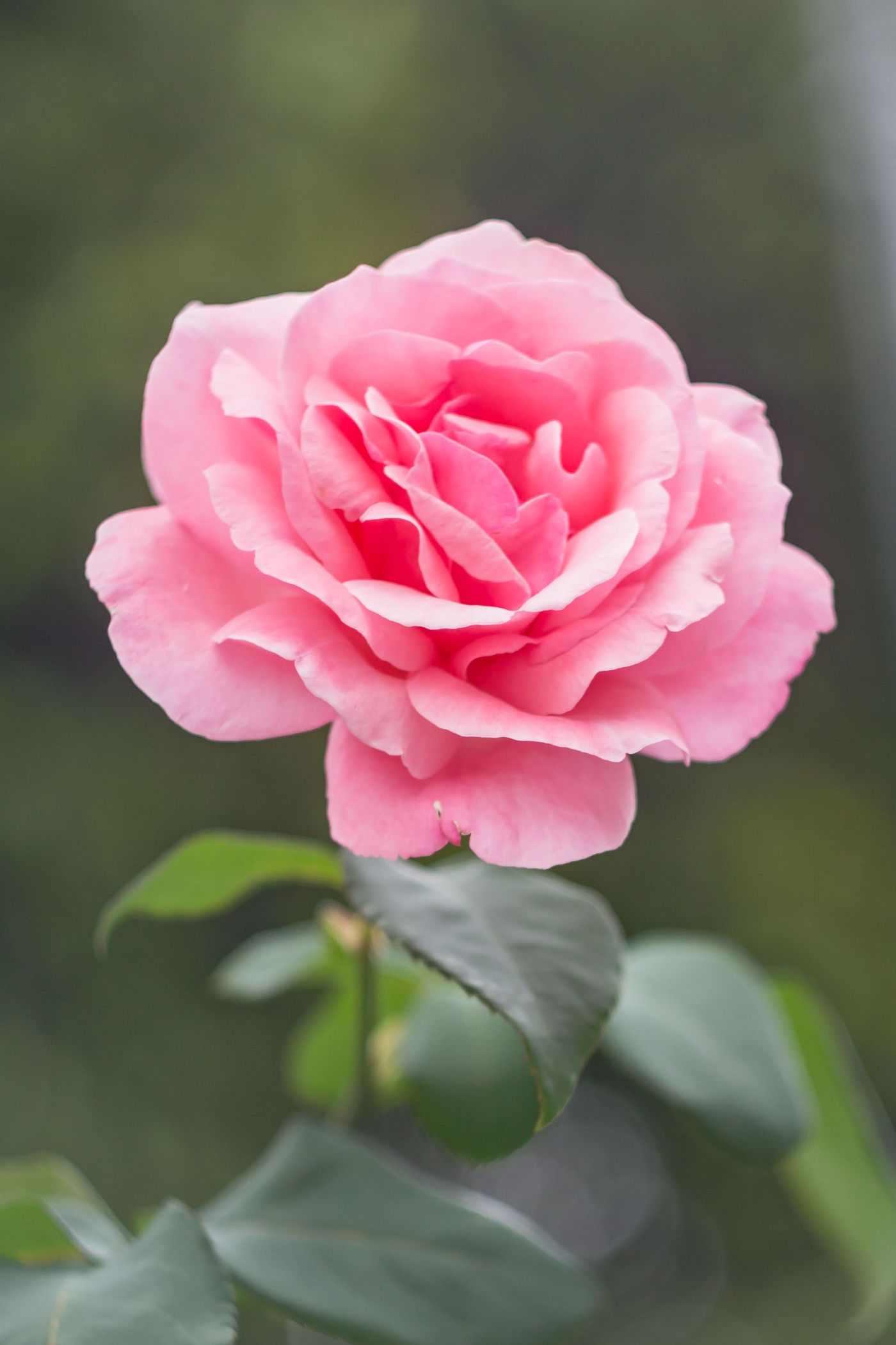 A single rose stem