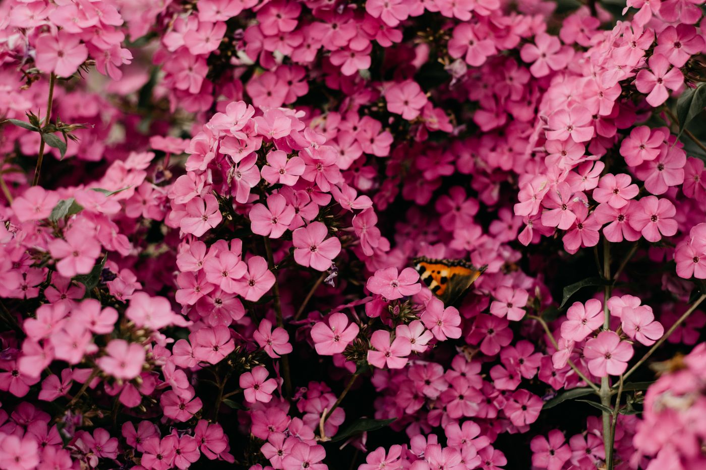 Seasonal pink blossoms