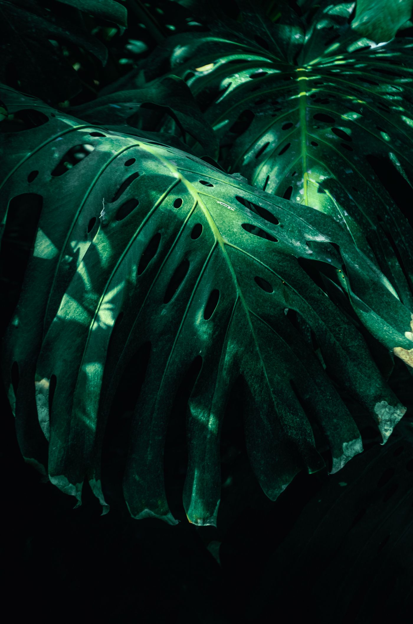Green leaves