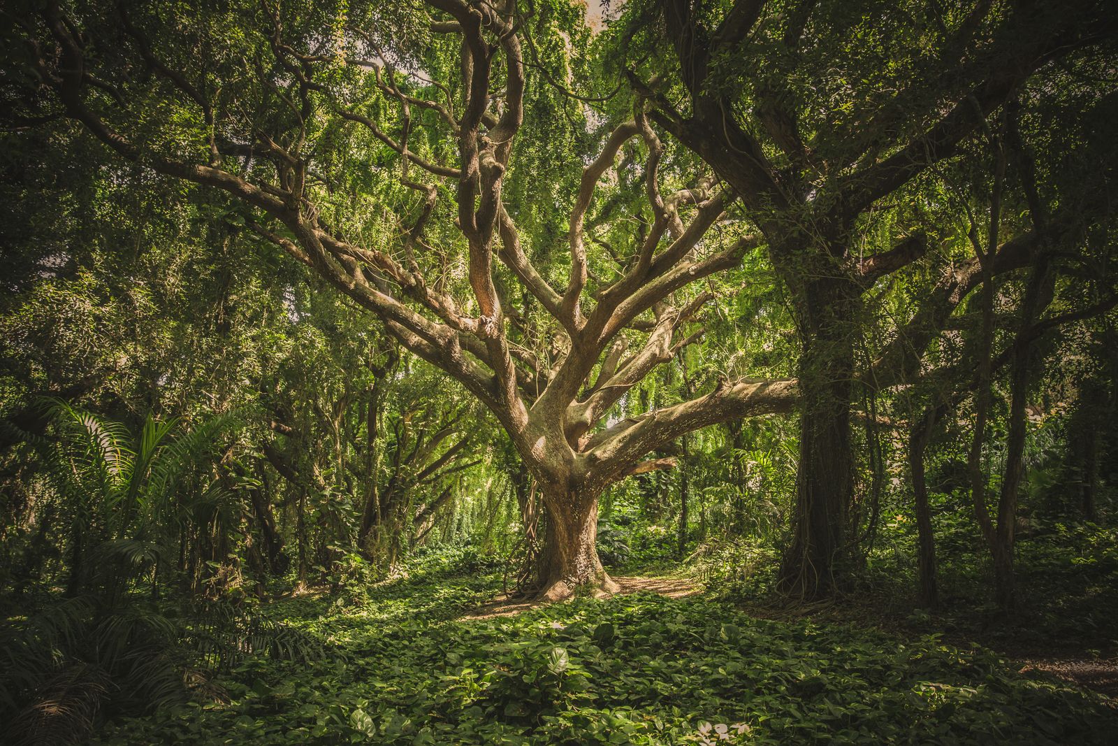 A large spreading tree in dappled light, full crown