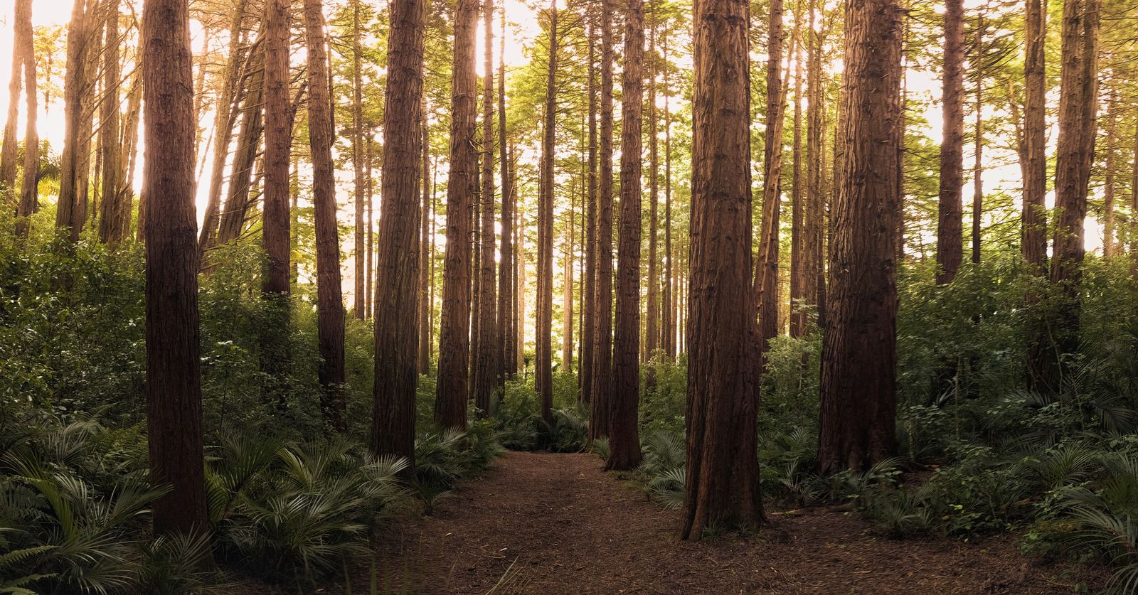 A grove of tall cedar trunks