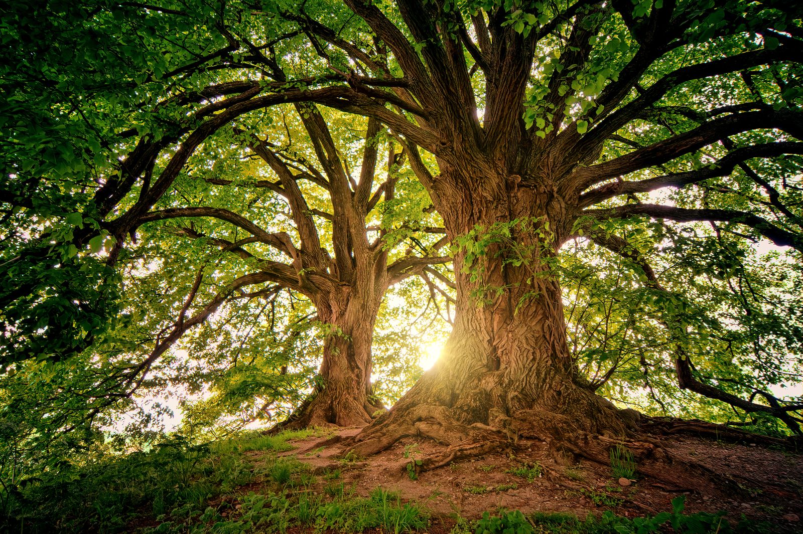 A large mature tree with sunlight breaking through its canopy