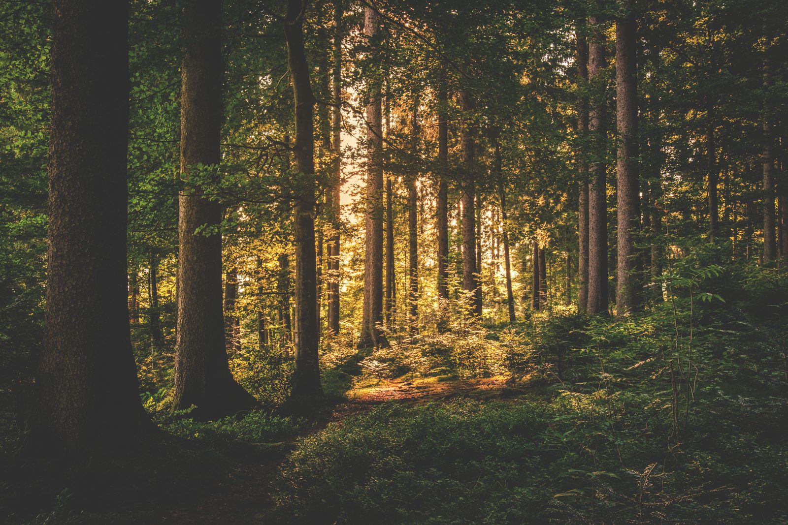 Sunlight through a Fraser Valley forest