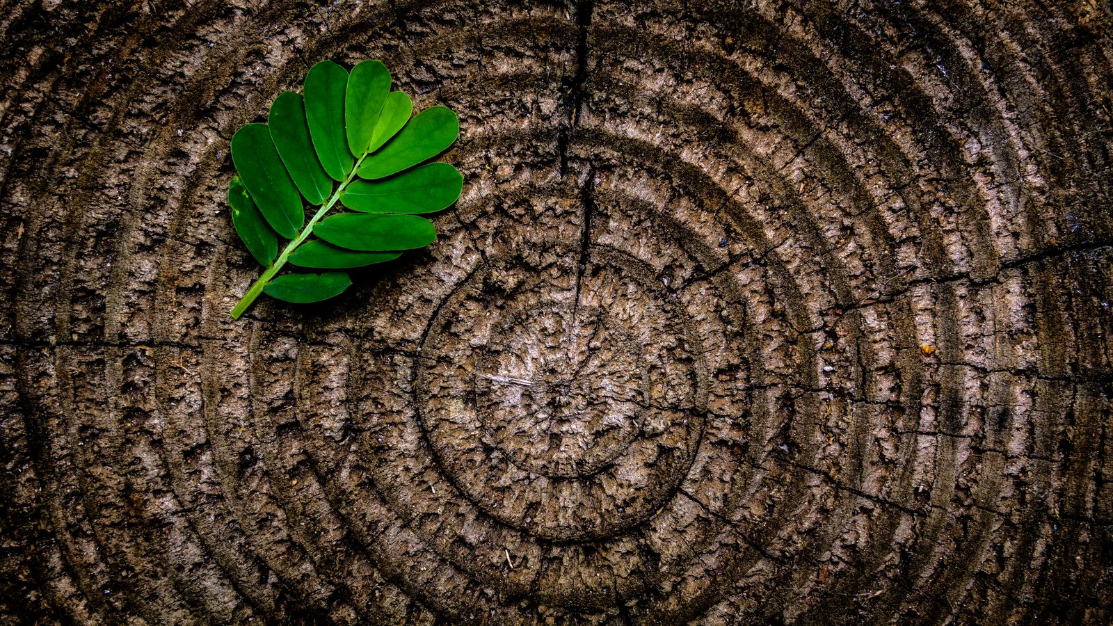 A freshly cut stump showing growth rings, a single green leaf resting on it