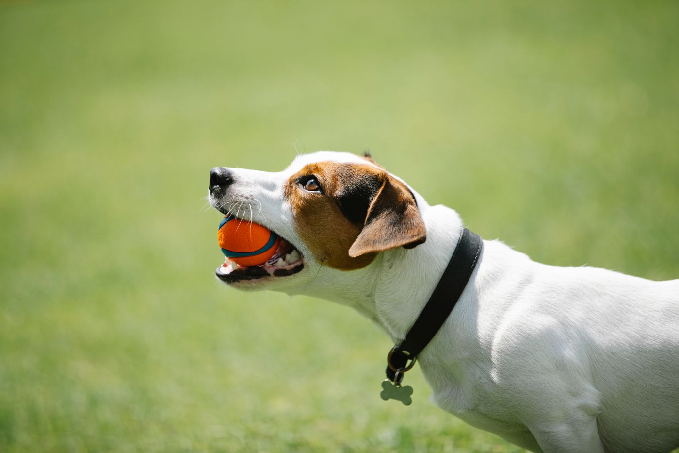 A dog with a play ball