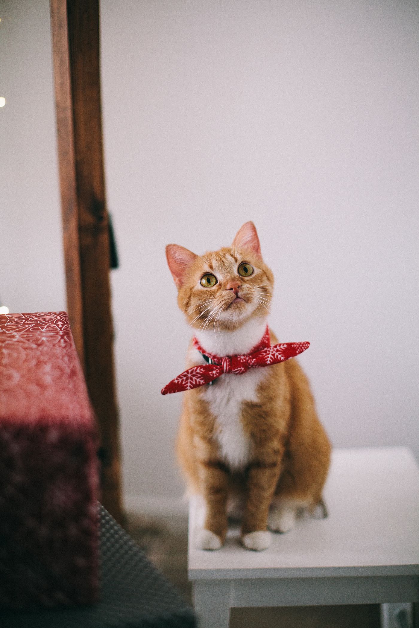 A cat in a festive collar