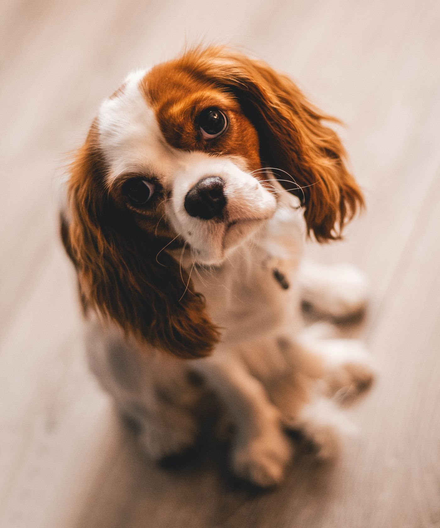A spaniel puppy
