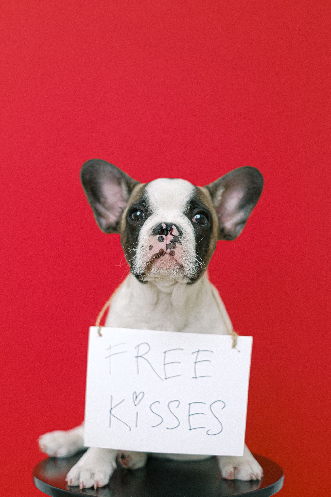 A French bulldog puppy with a little sign