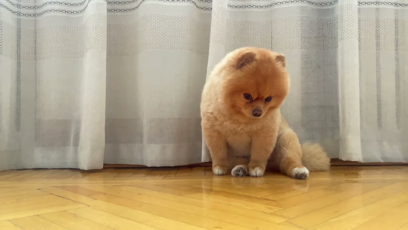 A fluffy freshly groomed Pomeranian dog indoors