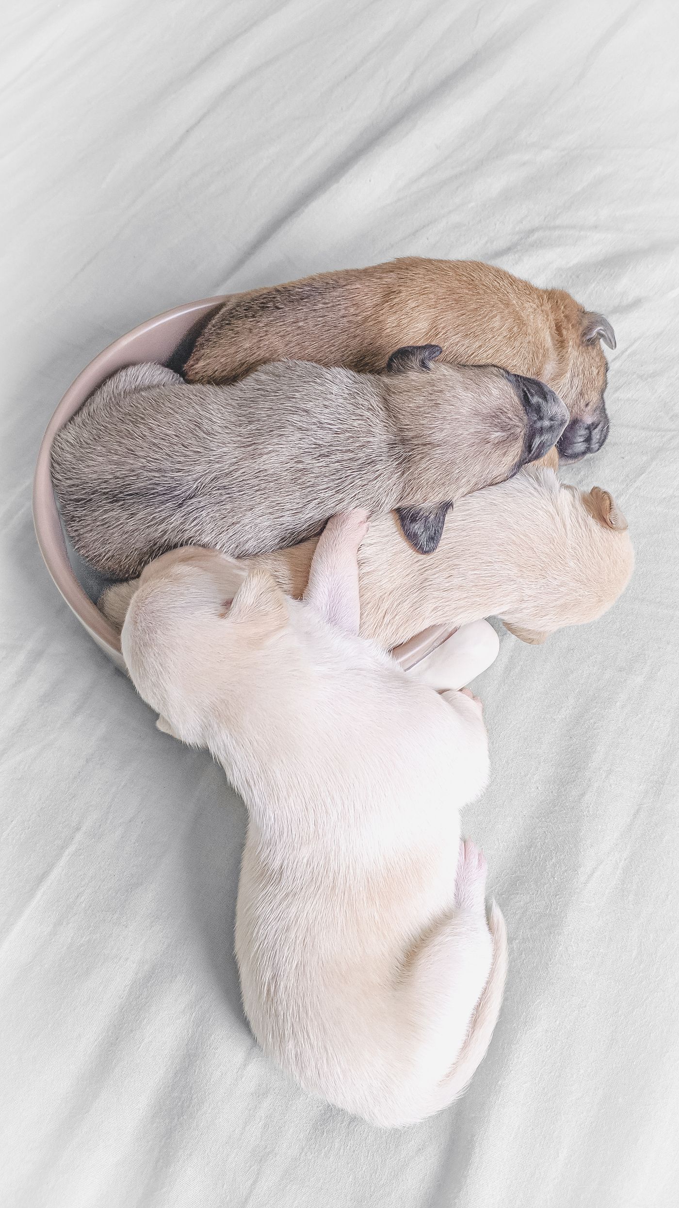 Sleepy puppies curled together