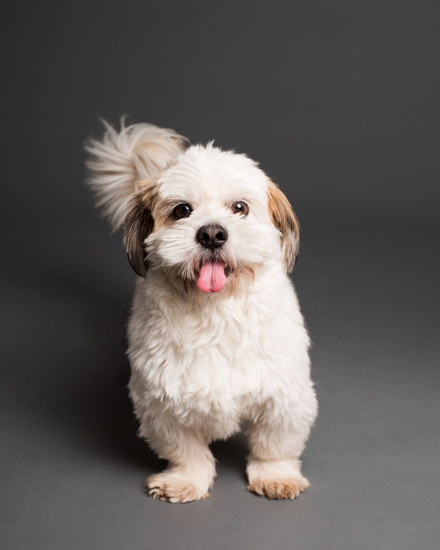 A freshly groomed fluffy dog after a trim