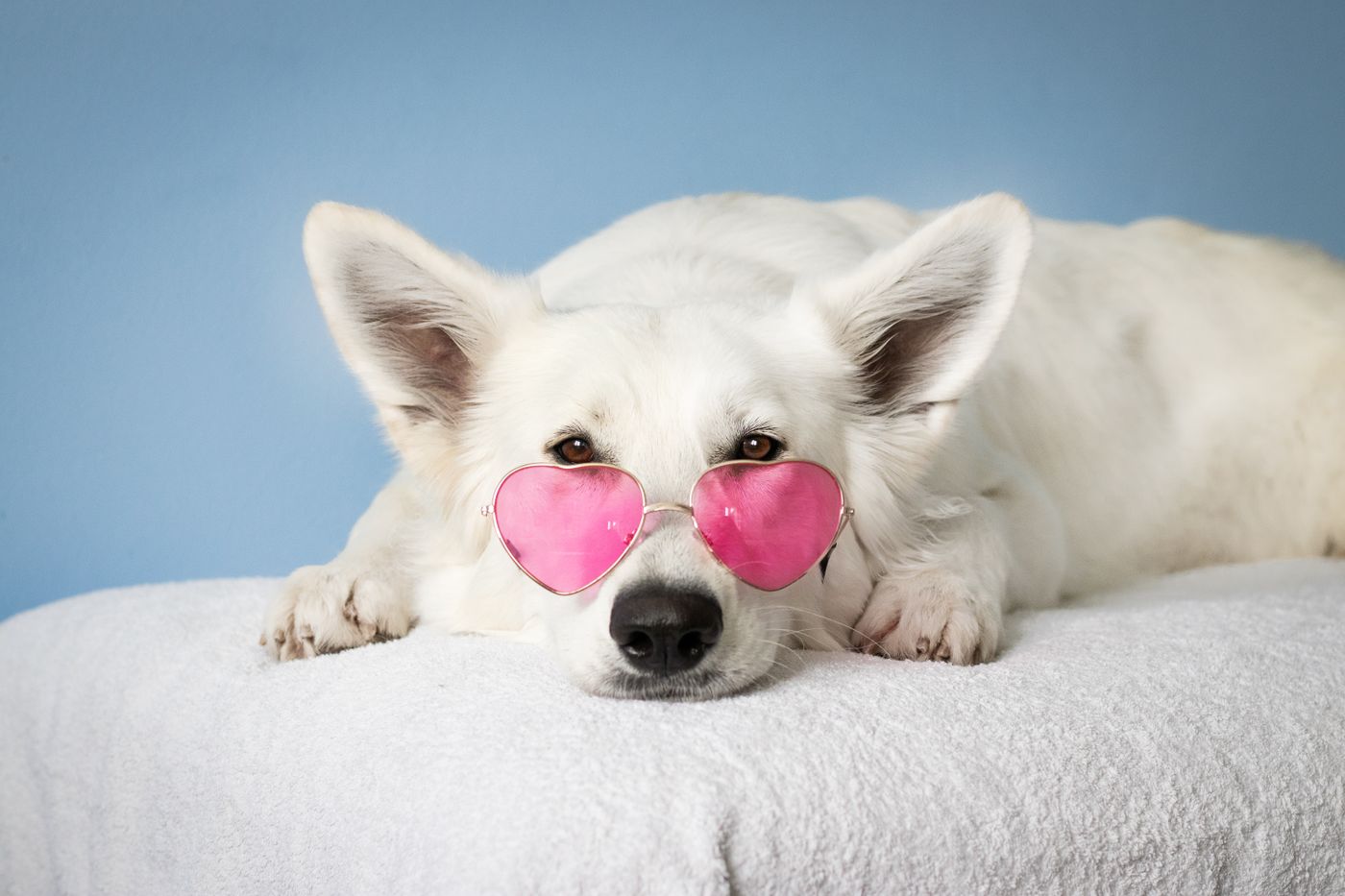 A happy dog in heart sunglasses