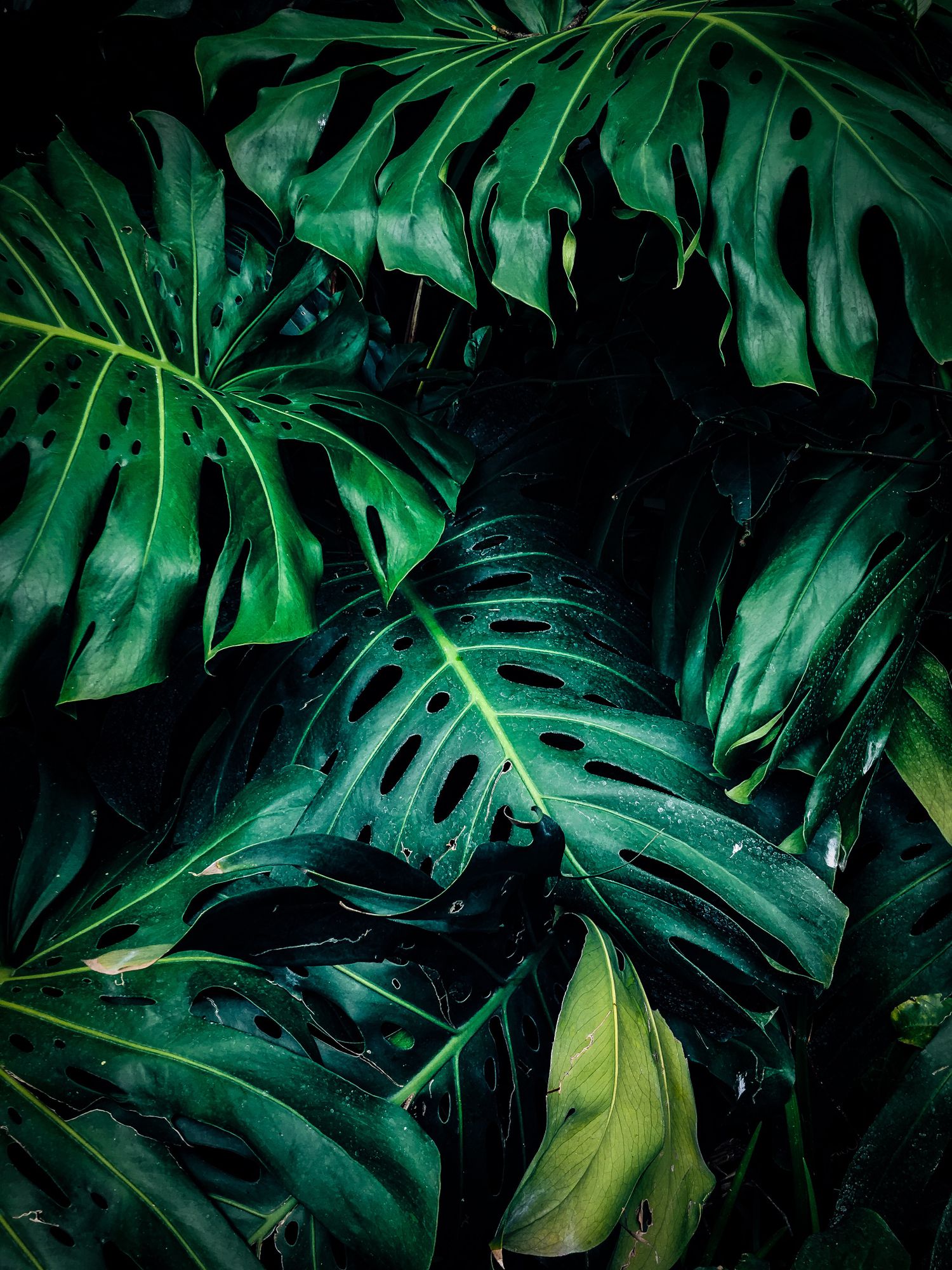 Lush green foliage representing the salon's sustainability commitment