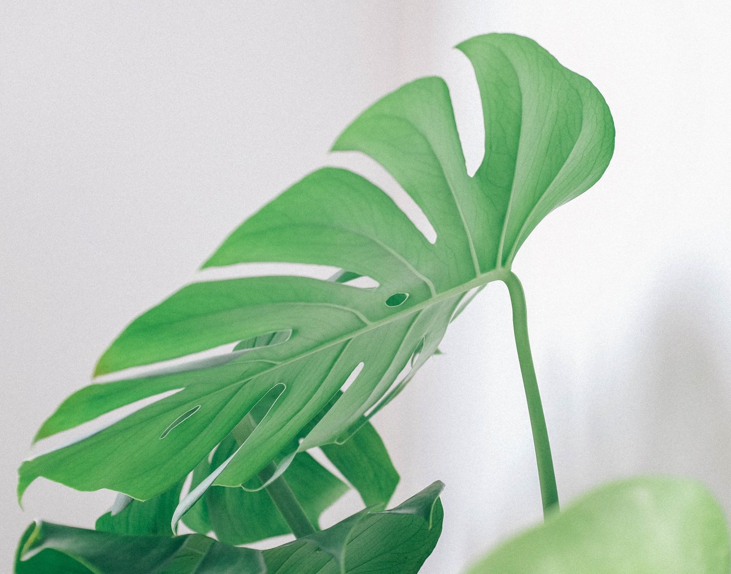 Green botanical leaf