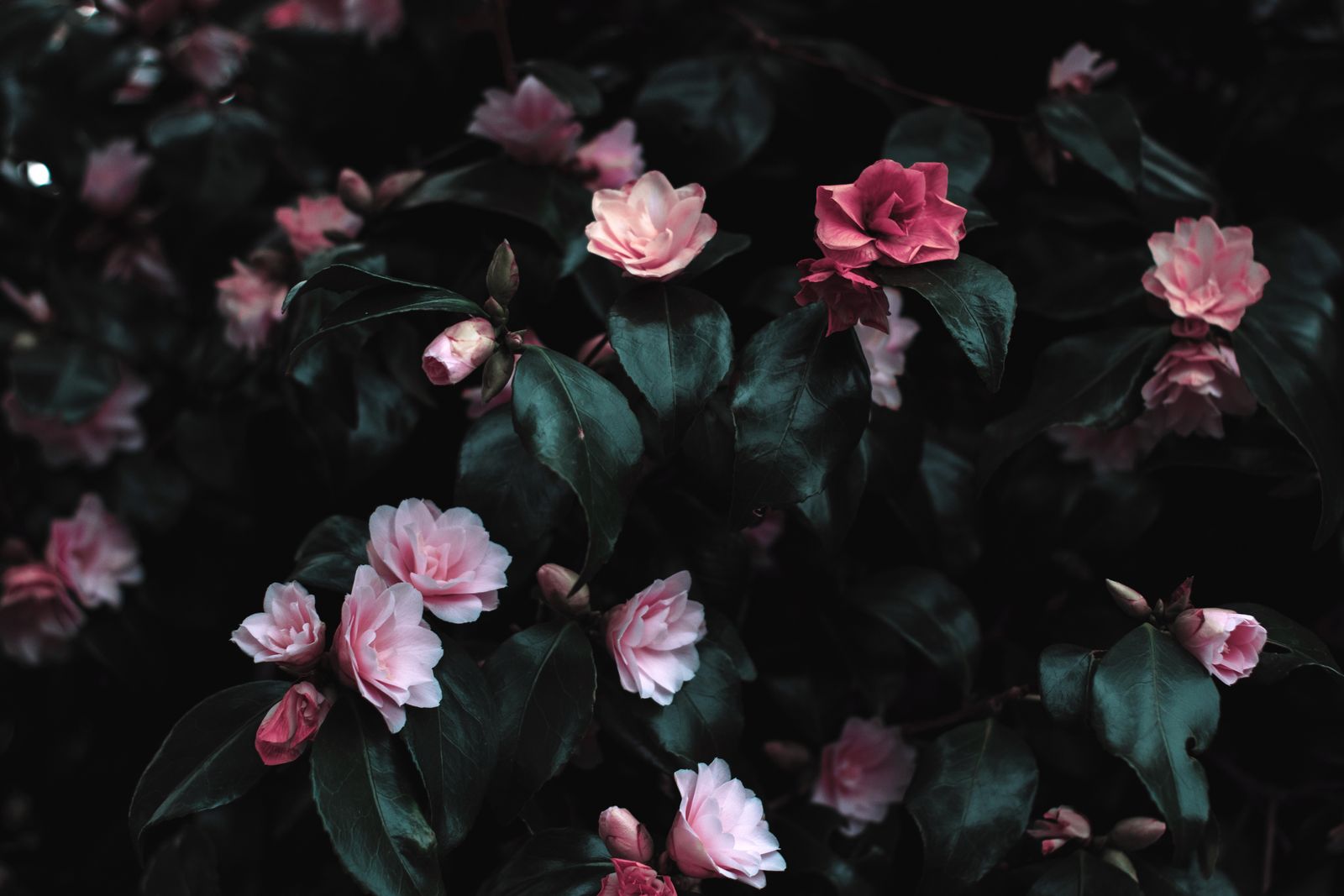 Pink camellias against dark green leaves