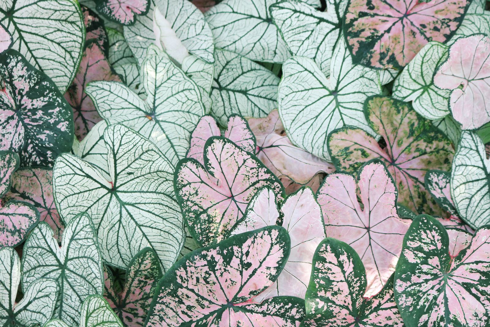 Close foliage and greenery texture