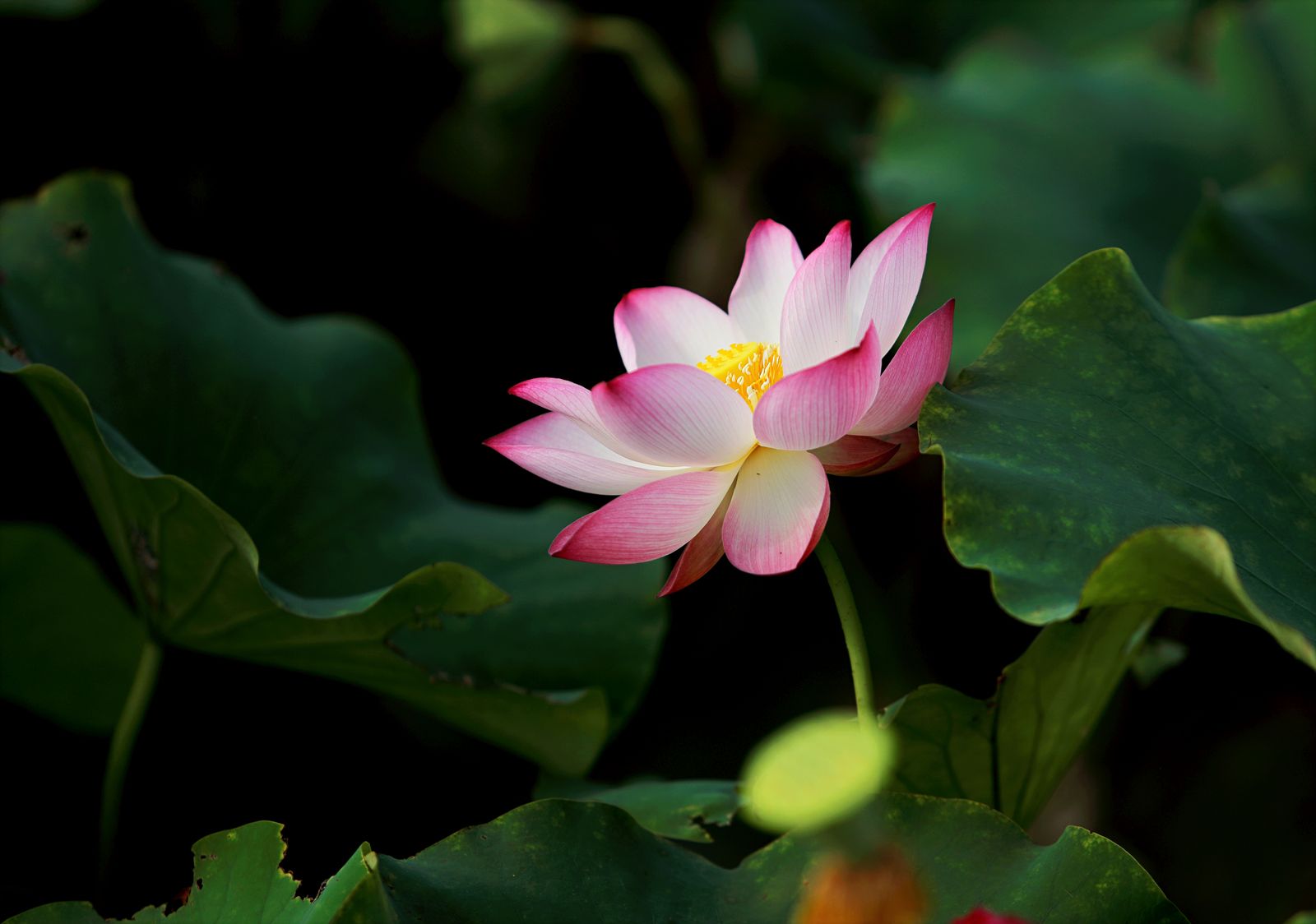A single bloom against deep green leaves