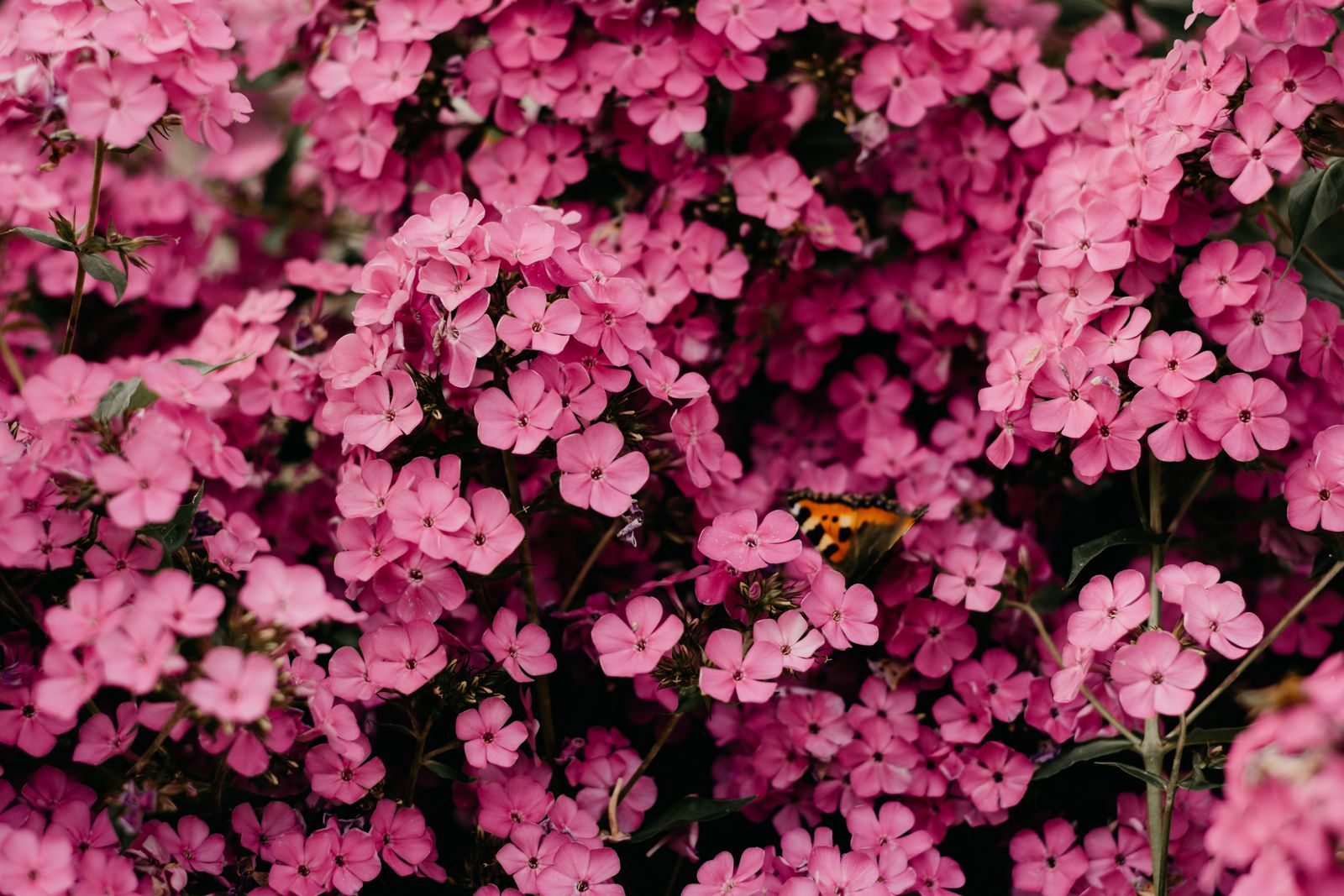 Dense pink phlox blooms