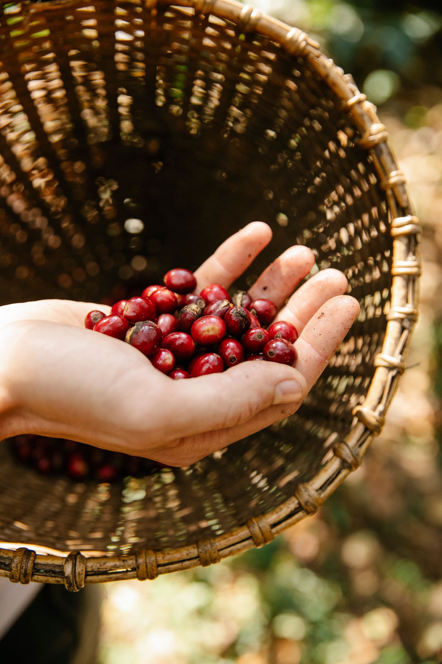 Hand holding fresh coffee cherries