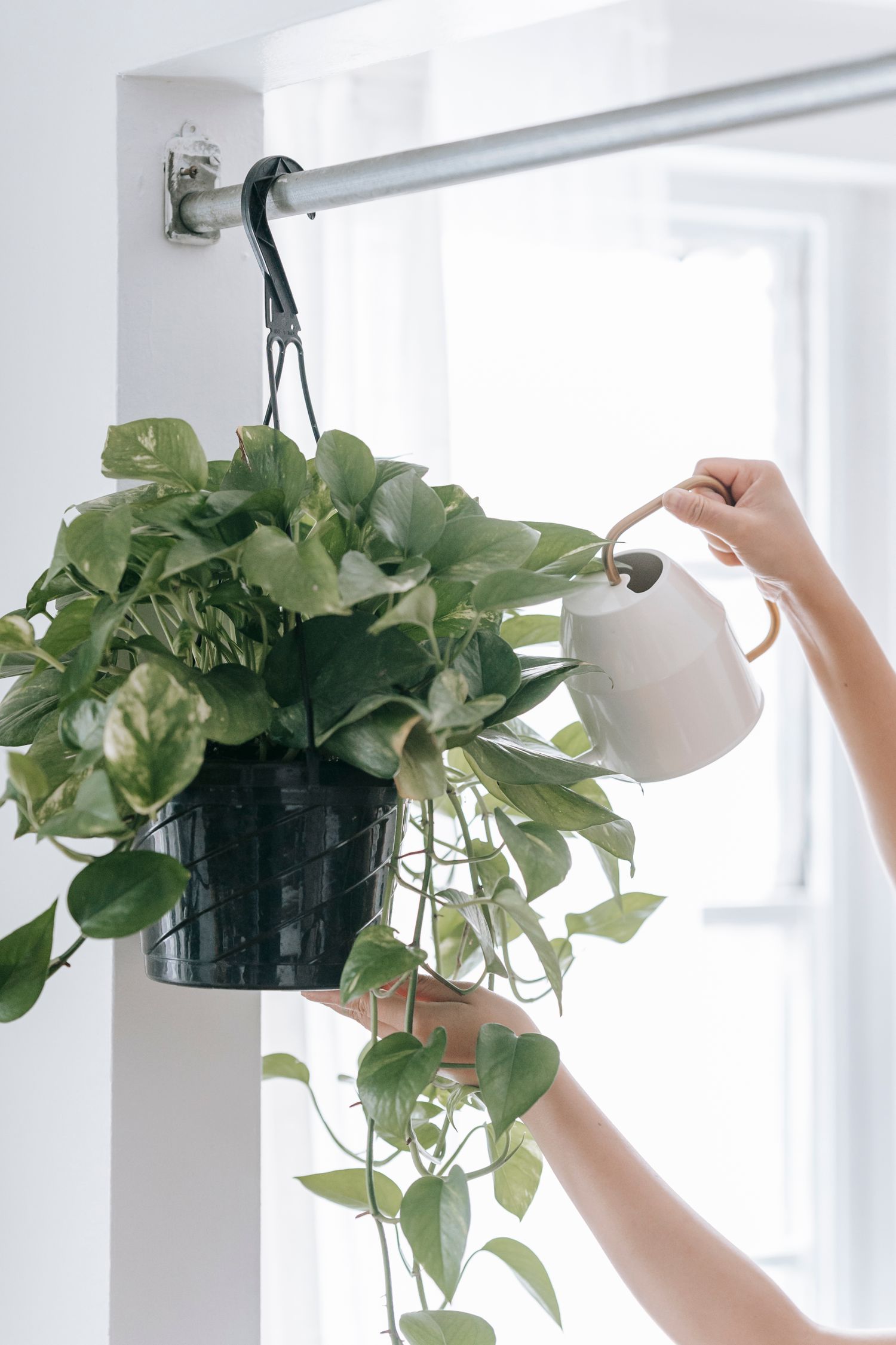 Green plant being watered in the clinic