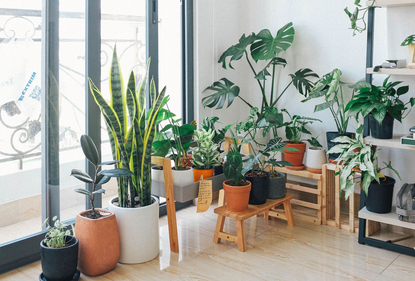 Calm, bright plant-filled clinic interior with soft daylight