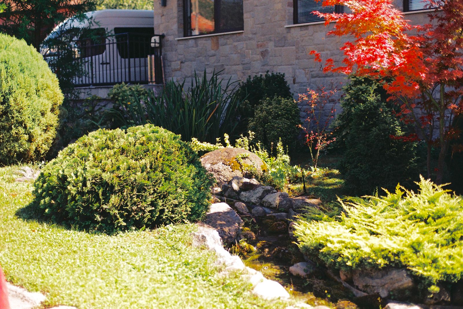 Finished landscaped yard with feature maple