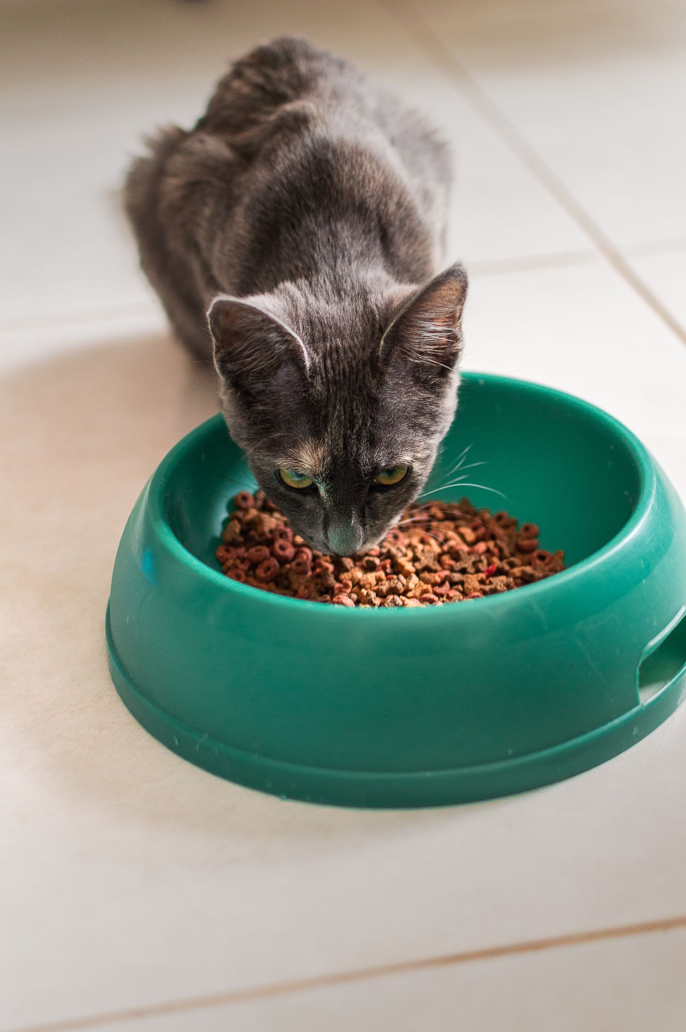 A cat eating from a green bowl