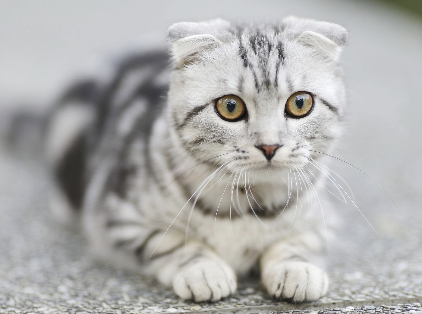 A cat resting near a shelf