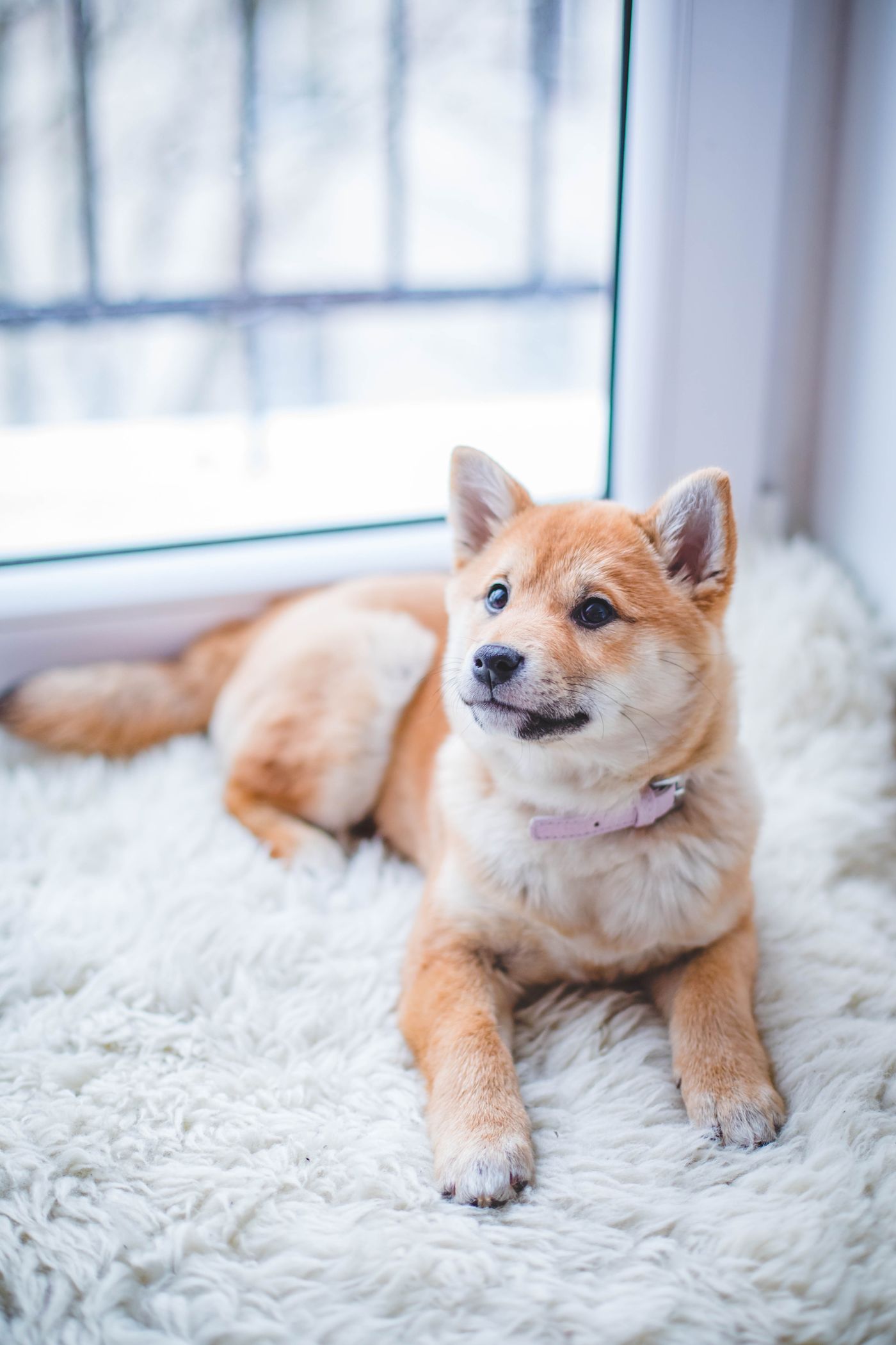 A shiba inu puppy in a plain collar