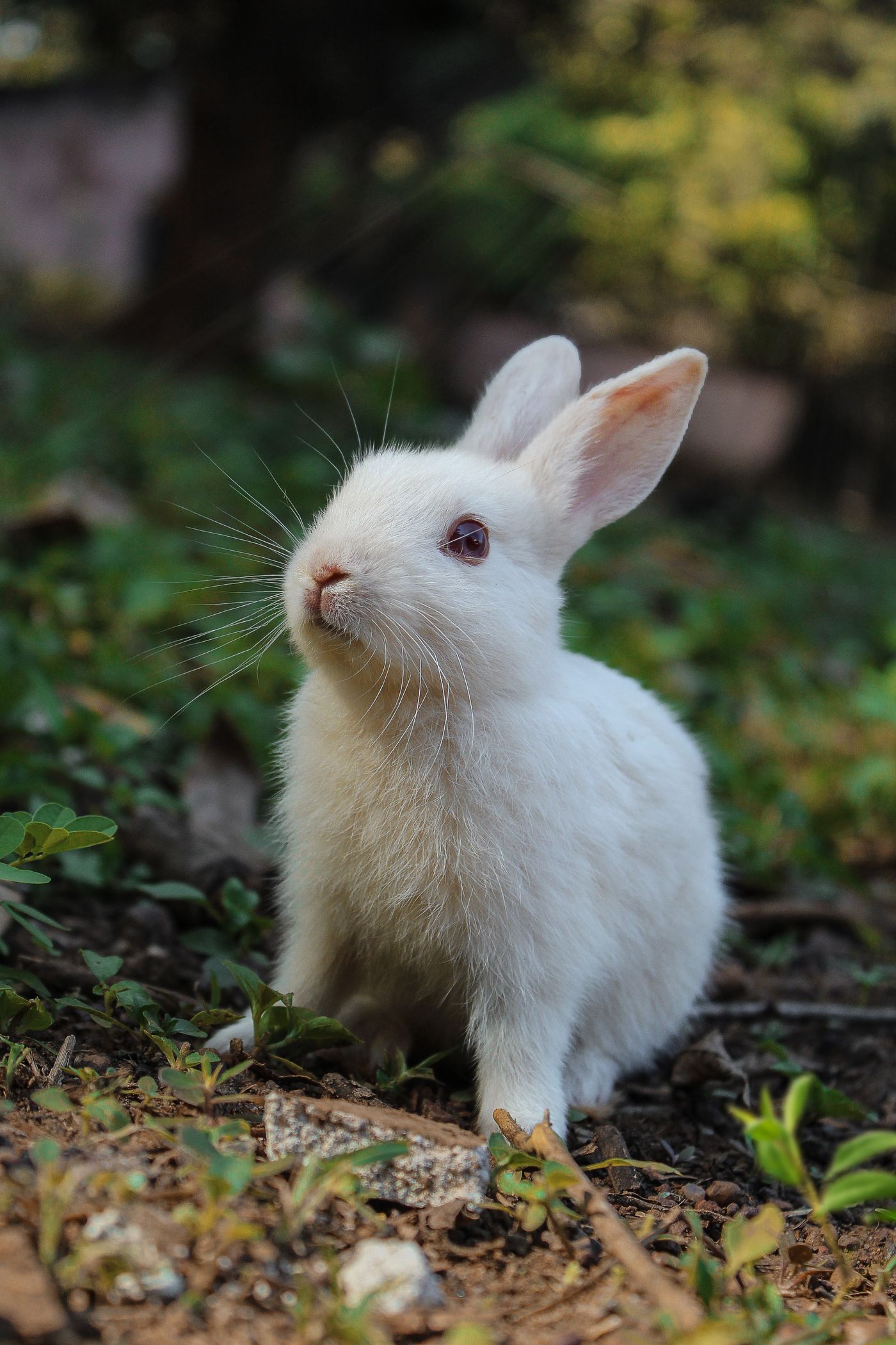 A white rabbit outdoors in the grass