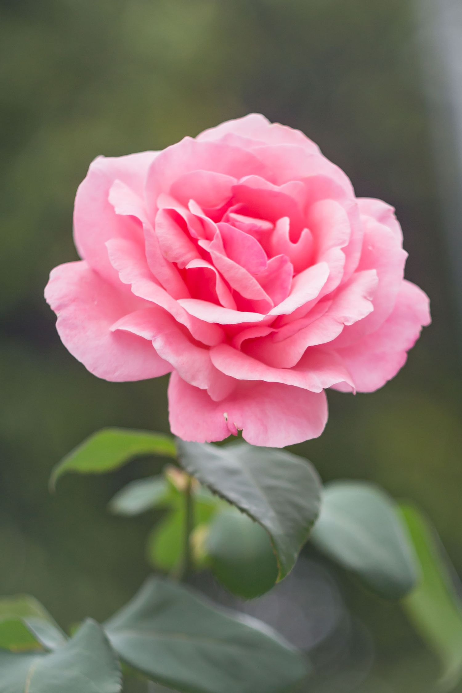 Wrapped pink rose bouquet